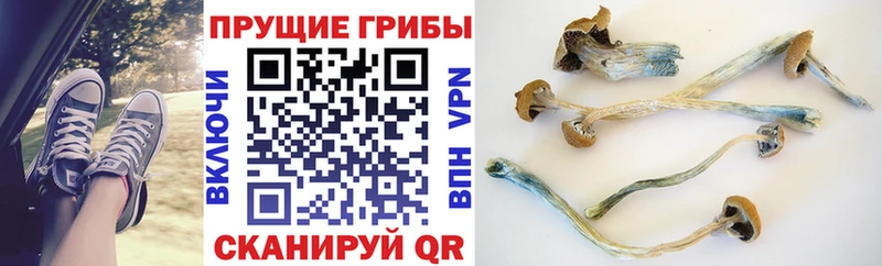 Галлюциногенные грибы Cubensis  Багратионовск 